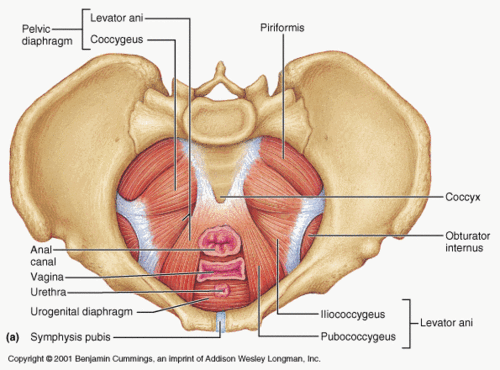 Pregnancy and the Pelvic Floor