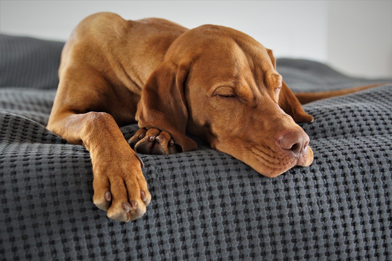 Domestic animal