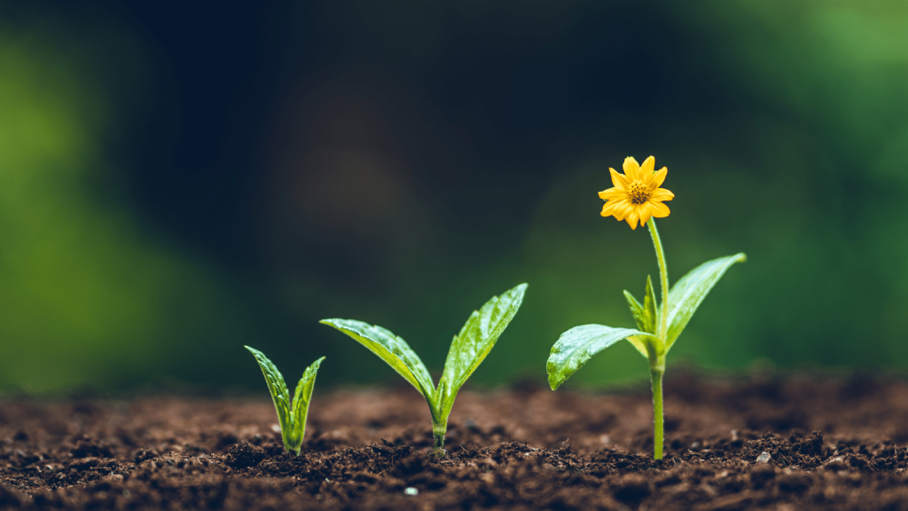 plant growing towards the future