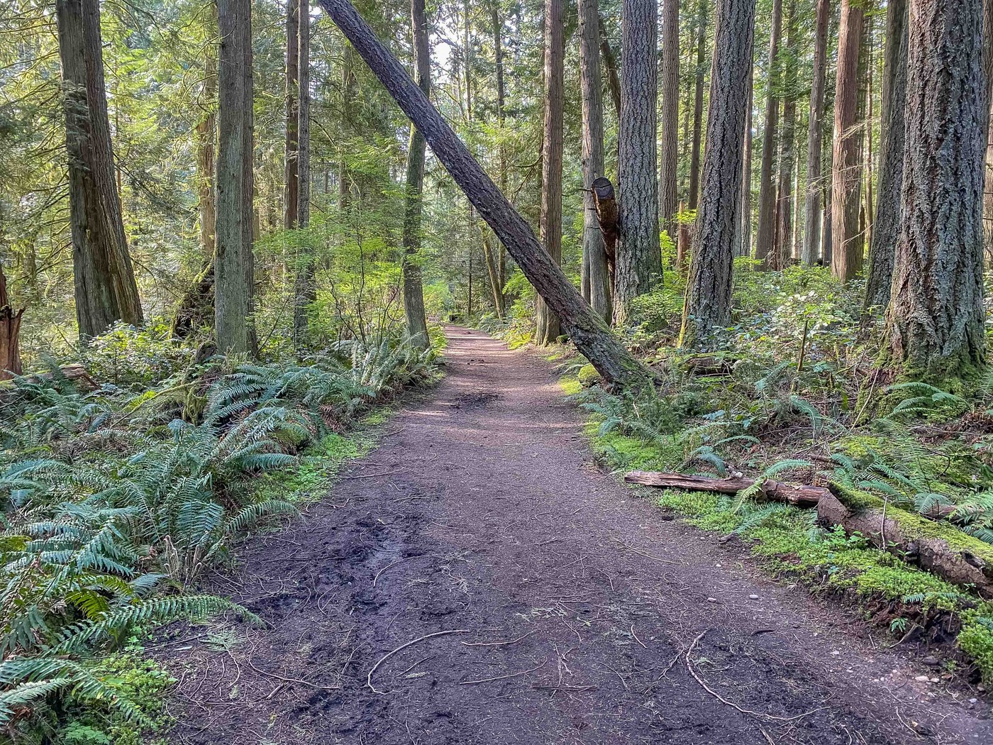 Forest Kirkland Personal Training