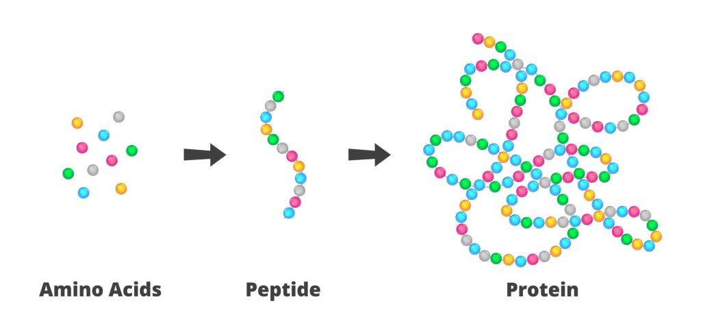 Amino Acid Peptides vs Proteins